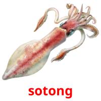 sotong card for translate