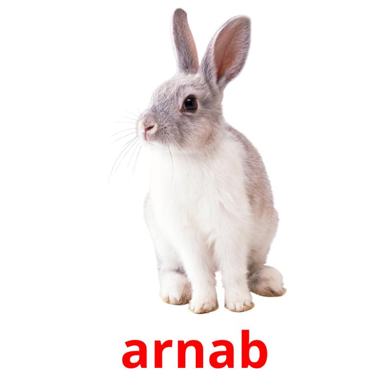 arnab picture flashcards