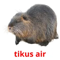 tikus air карточки энциклопедических знаний