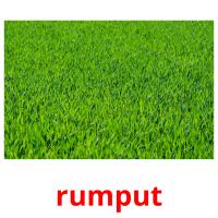 rumput picture flashcards