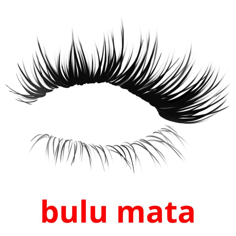 bulu mata picture flashcards