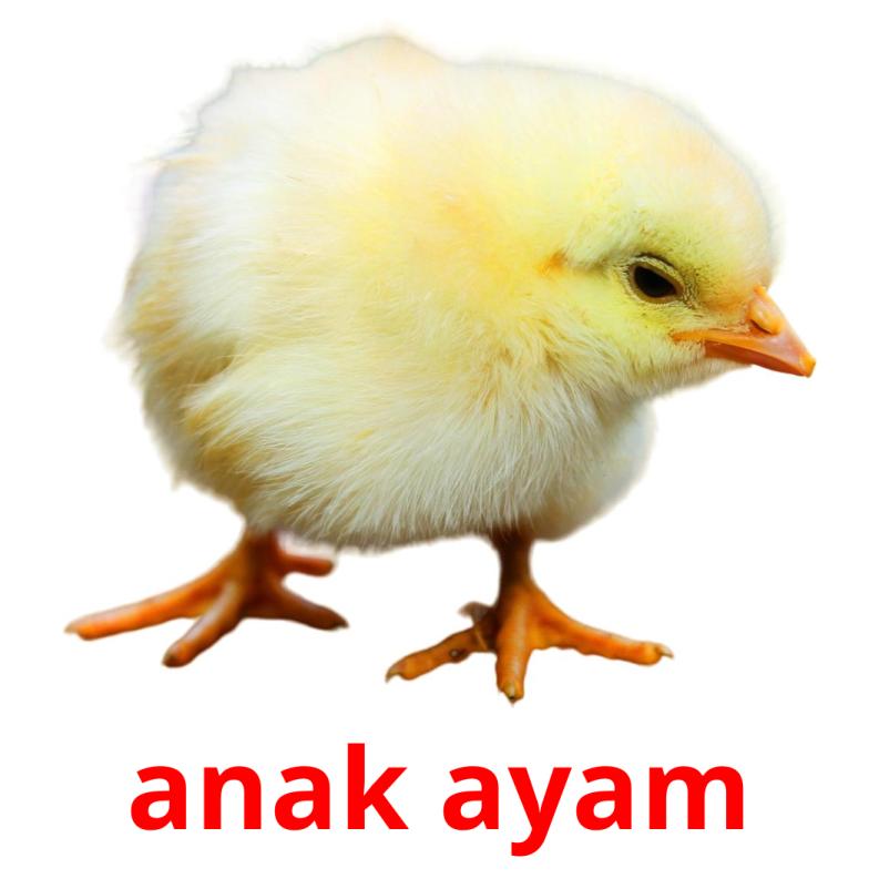 anak ayam picture flashcards