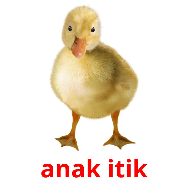 anak itik picture flashcards