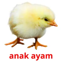 anak ayam Bildkarteikarten