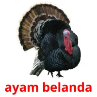 ayam belanda Bildkarteikarten