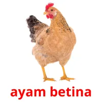 ayam betina Bildkarteikarten