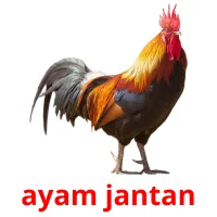 ayam jantan Bildkarteikarten