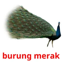 burung merak Bildkarteikarten