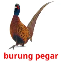 burung pegar Bildkarteikarten