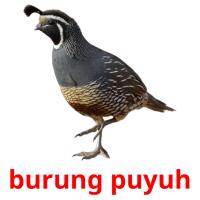 burung puyuh card for translate
