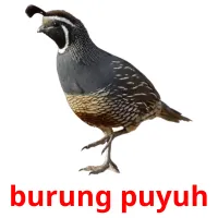 burung puyuh Bildkarteikarten