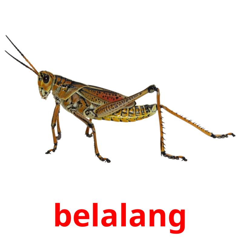 belalang picture flashcards