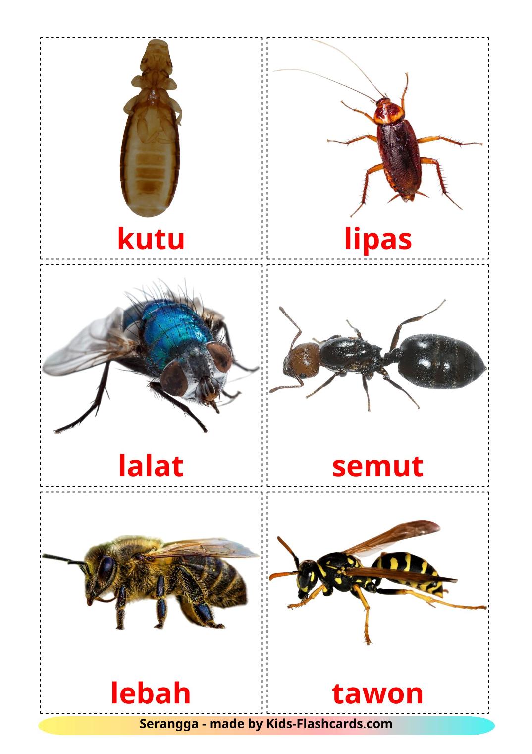 Insects - 23 Free Printable malay Flashcards 