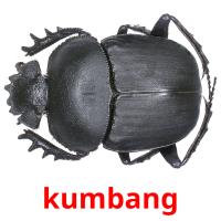 kumbang flashcards illustrate
