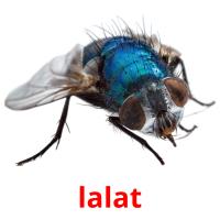 lalat card for translate