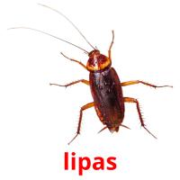 lipas picture flashcards