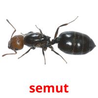 semut card for translate