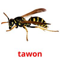 tawon picture flashcards