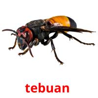 tebuan  flashcards illustrate