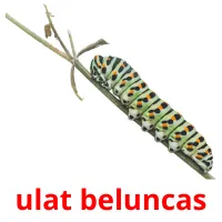 ulat beluncas карточки энциклопедических знаний