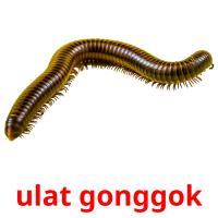 ulat gonggok card for translate