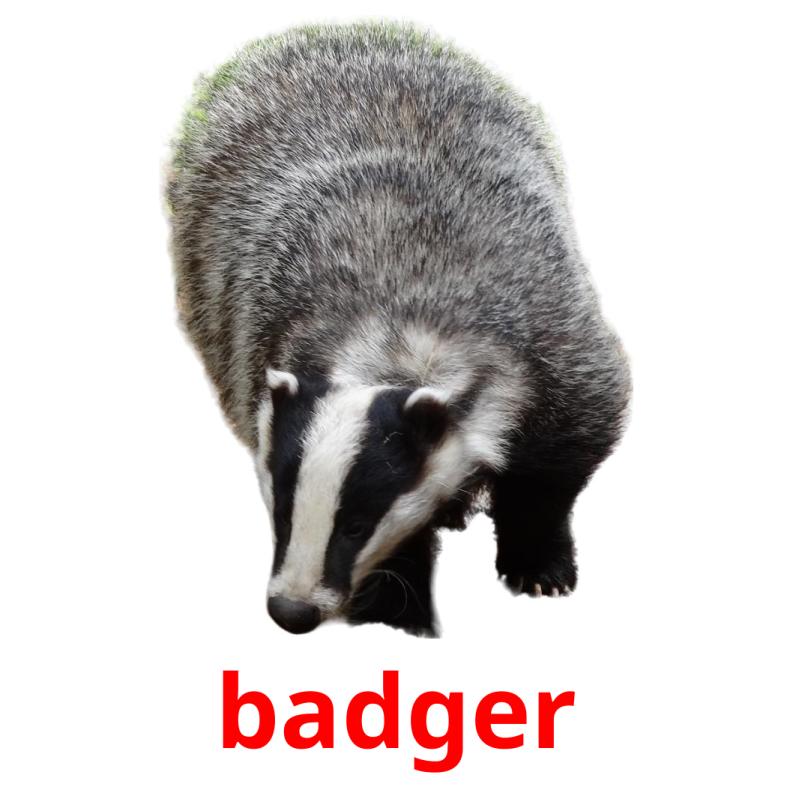 badger picture flashcards