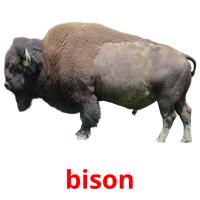 bison picture flashcards