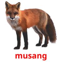 musang picture flashcards