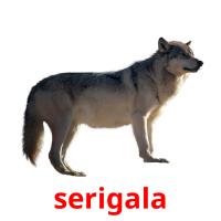 serigala card for translate