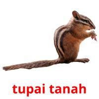 tupai tanah card for translate