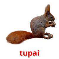 tupai picture flashcards