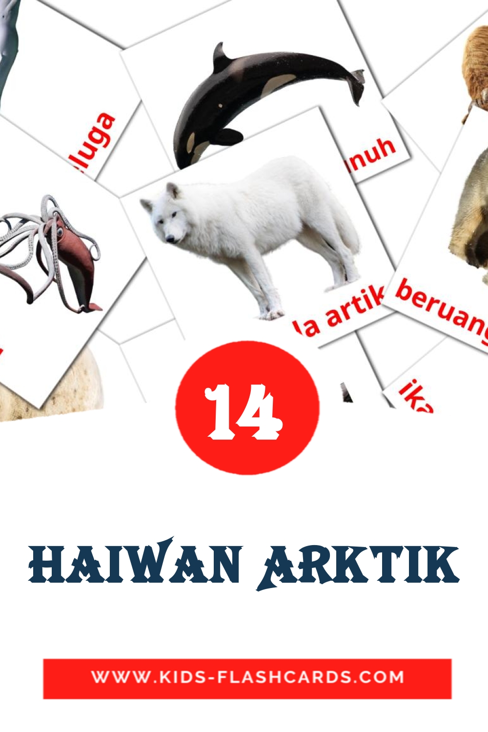 14 Cartões com Imagens de Haiwan Arktik para Jardim de Infância em malaio