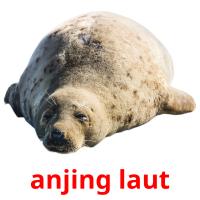 anjing laut flashcards illustrate