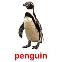 penguin Tarjetas didacticas