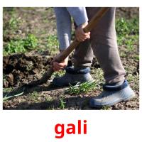 gali picture flashcards