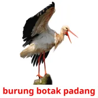 burung botak padang ansichtkaarten