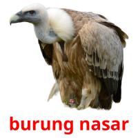 burung nasar cartes flash