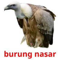 burung nasar ansichtkaarten