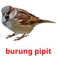 burung pipit card for translate