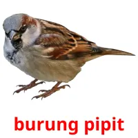 burung pipit ansichtkaarten