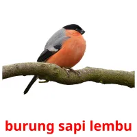 burung sapi lembu ansichtkaarten