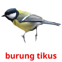 burung tikus ansichtkaarten