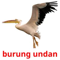 burung undan ansichtkaarten