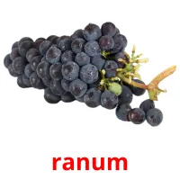 ranum карточки энциклопедических знаний