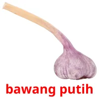 bawang putih Bildkarteikarten