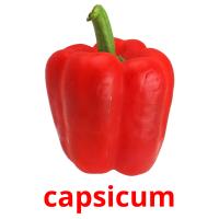 capsicum flashcards illustrate