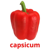 capsicum Bildkarteikarten