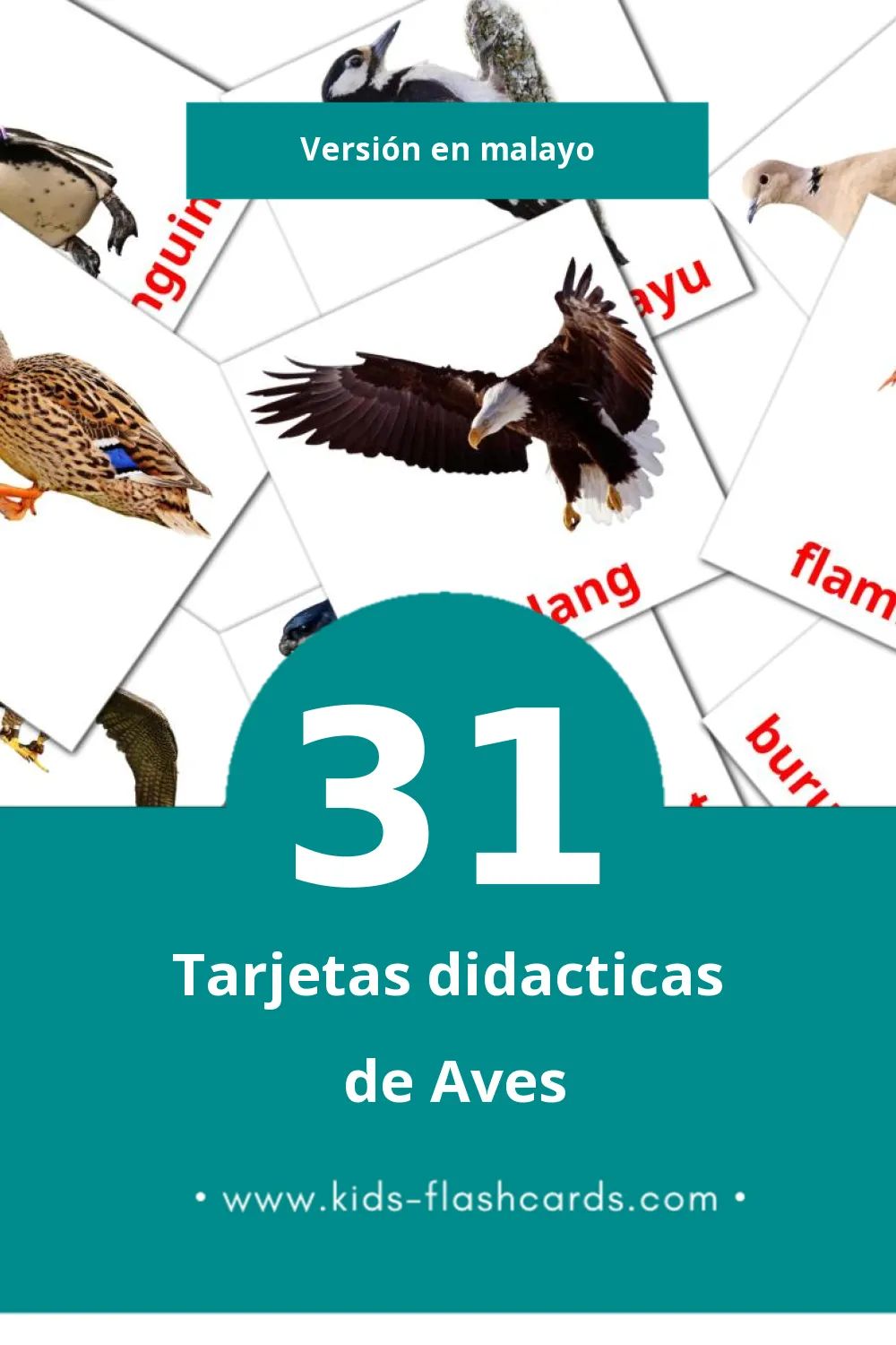 Tarjetas visuales de burung  para niños pequeños (31 tarjetas en Malayo)