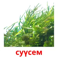 суүсем picture flashcards