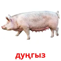 дуңгыз picture flashcards